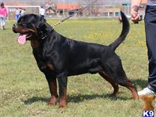 Rottweiler